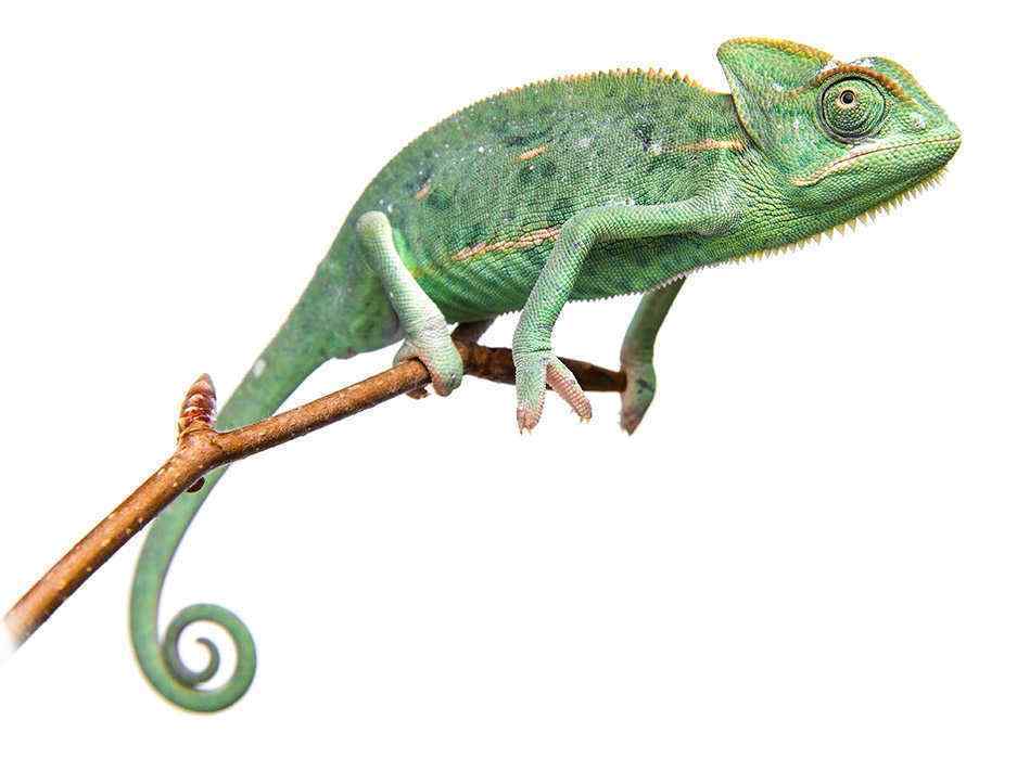 chameleon